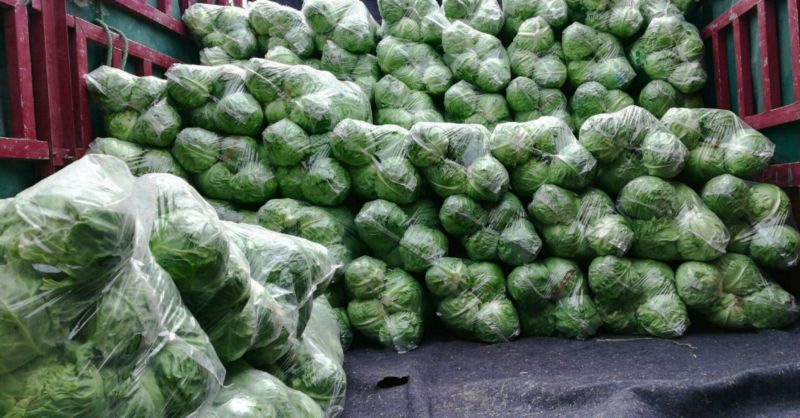 【特惠推荐】甘蓝0.5~1公斤精品山东金乡蔬菜批