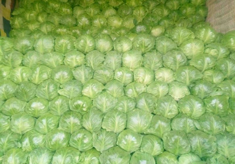 【特惠推荐】甘蓝0.5~1公斤精品山东金乡蔬菜批