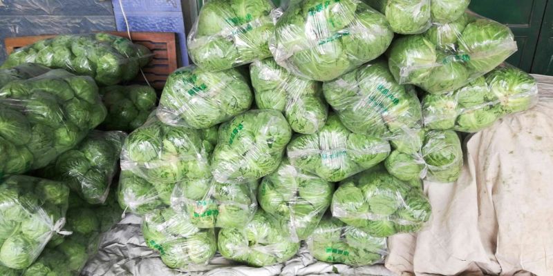 【特惠推荐】甘蓝0.5~1公斤精品山东金乡蔬菜批