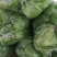 【特惠推荐】甘蓝0.5~1公斤精品山东金乡蔬菜批
