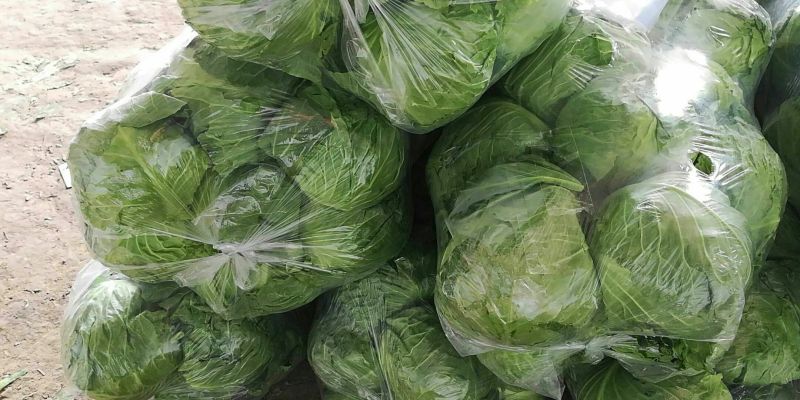 【特惠推荐】甘蓝0.5~1公斤精品山东金乡蔬菜批