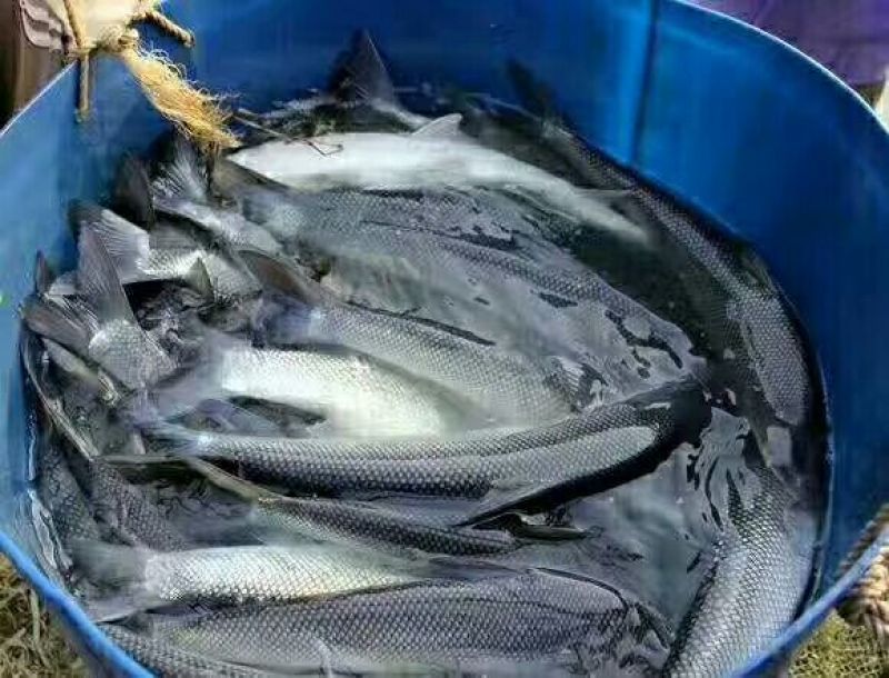 草鱼食用人工养殖活鱼1~1.5公斤