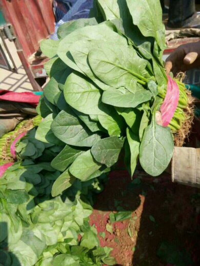 河北永年精品大叶菠菜大量供应中，可供大型批发市场和加工厂