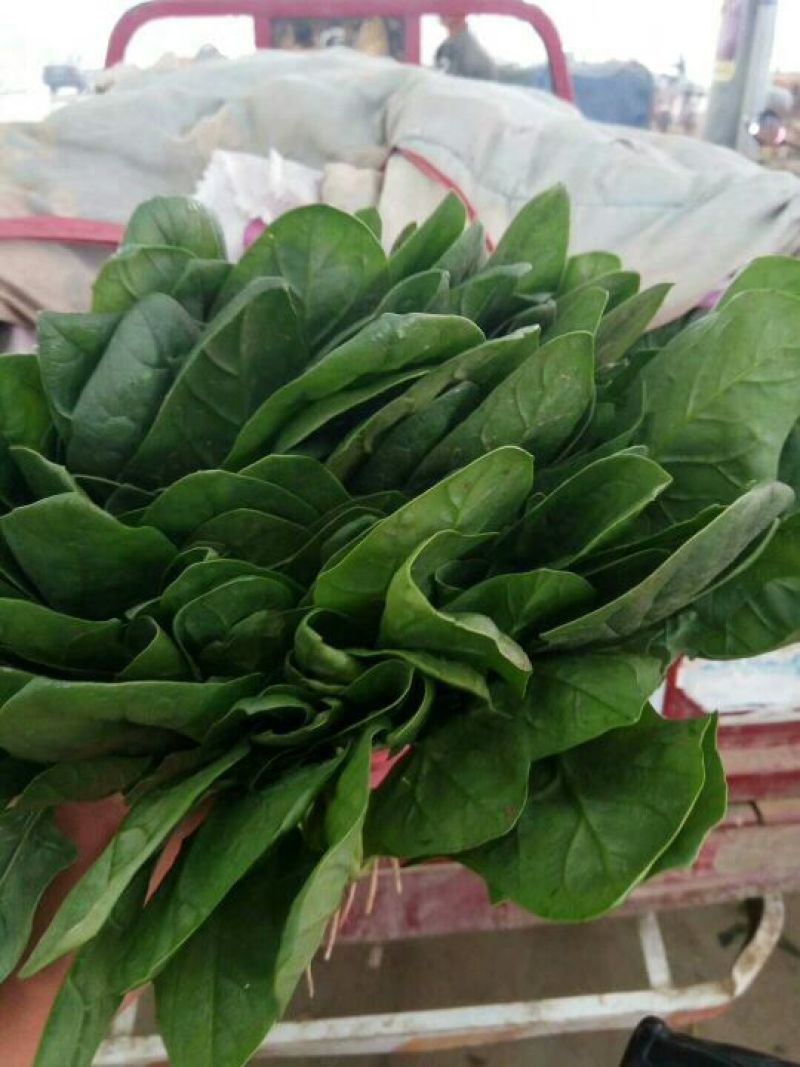 河北永年精品大叶菠菜大量供应中，可供大型批发市场和加工厂