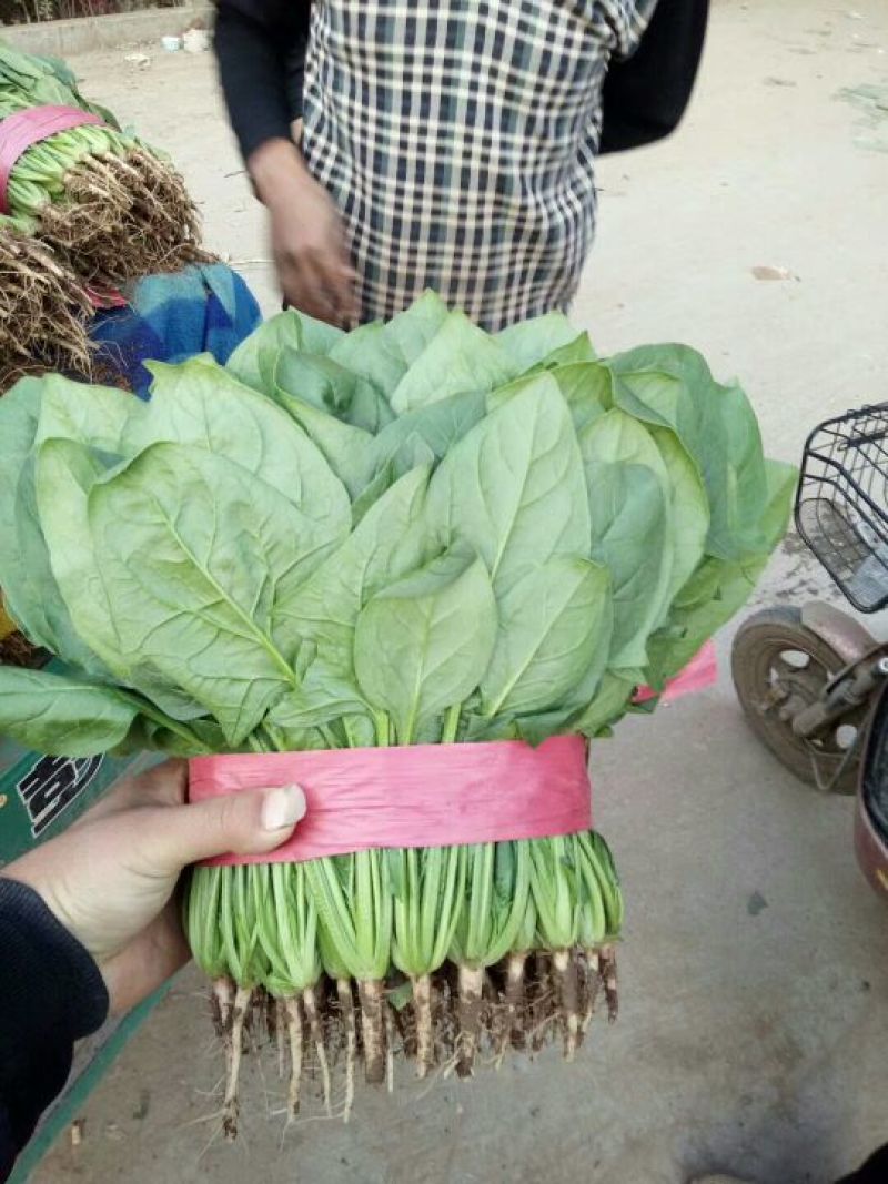 河北永年精品大叶菠菜大量供应中，可供大型批发市场和加工厂