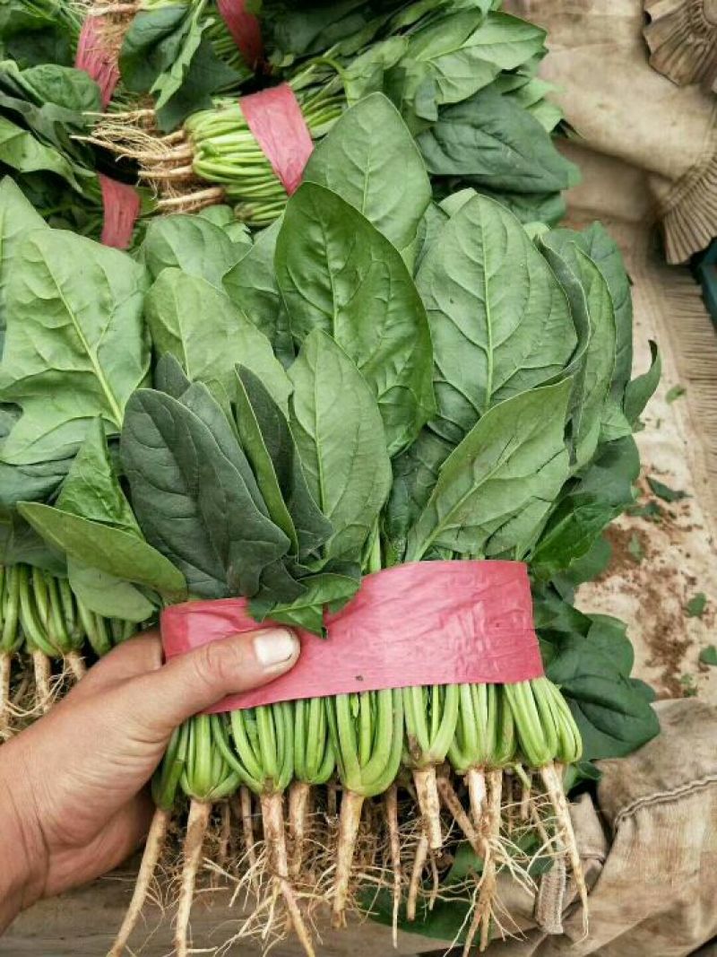 河北永年精品大叶菠菜大量供应中，可供大型批发市场和加工厂