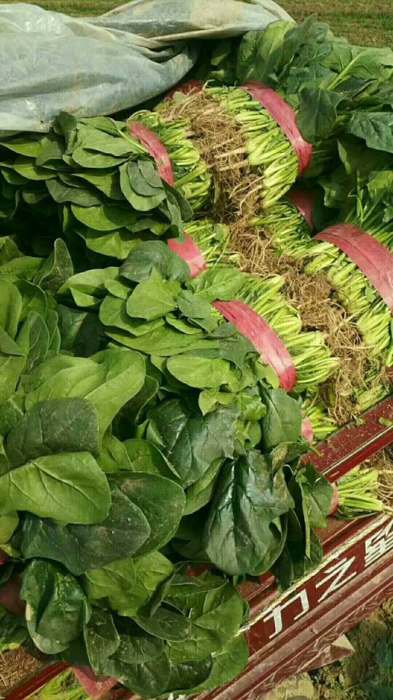 河北永年精品大叶菠菜大量供应中，可供大型批发市场和加工厂