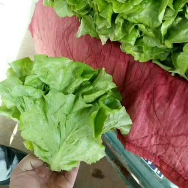 河北永年精品意大利生菜大量供应中5两~6两
