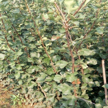 山楂苗30~40cm