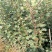 山楂苗30~40cm