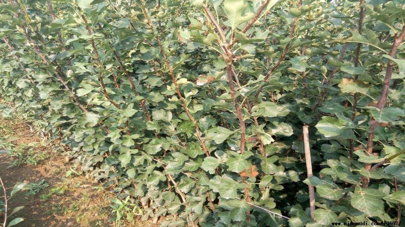山楂苗30~40cm
