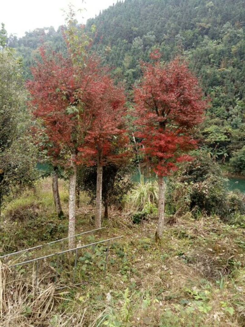 本场自己嫁接的红枫没有中间商赚差价，米径15一25公分