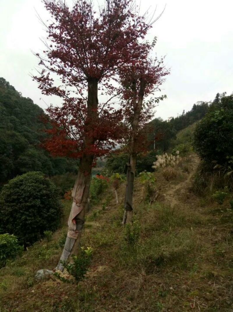 本场自己嫁接的红枫没有中间商赚差价，米径15一25公分