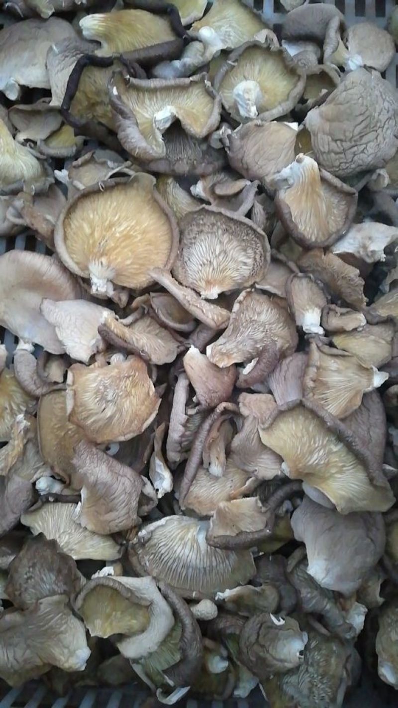 平菇凤尾菇鲍鱼菇干平菇食用菌蘑菇