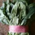 蔬菜精品菠菜新鲜蔬菜
