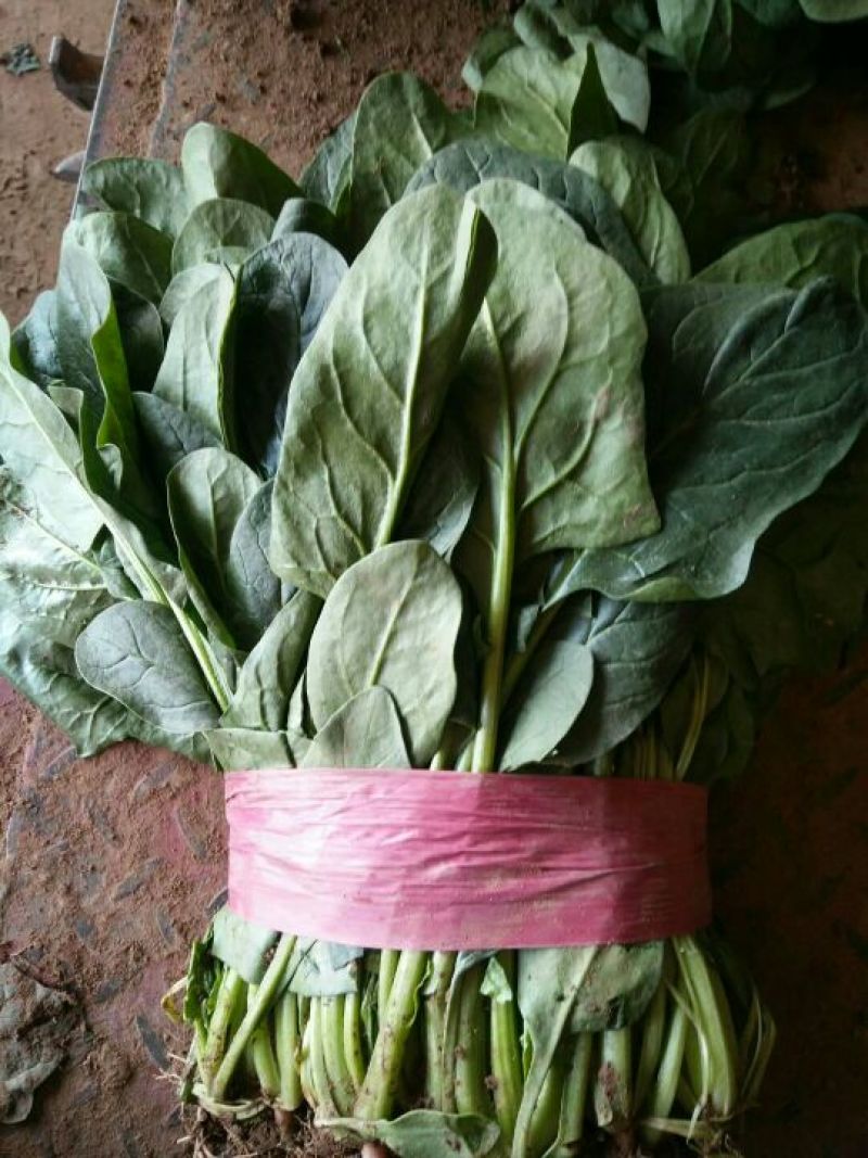 蔬菜精品菠菜新鲜蔬菜