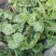 虎耳草全草