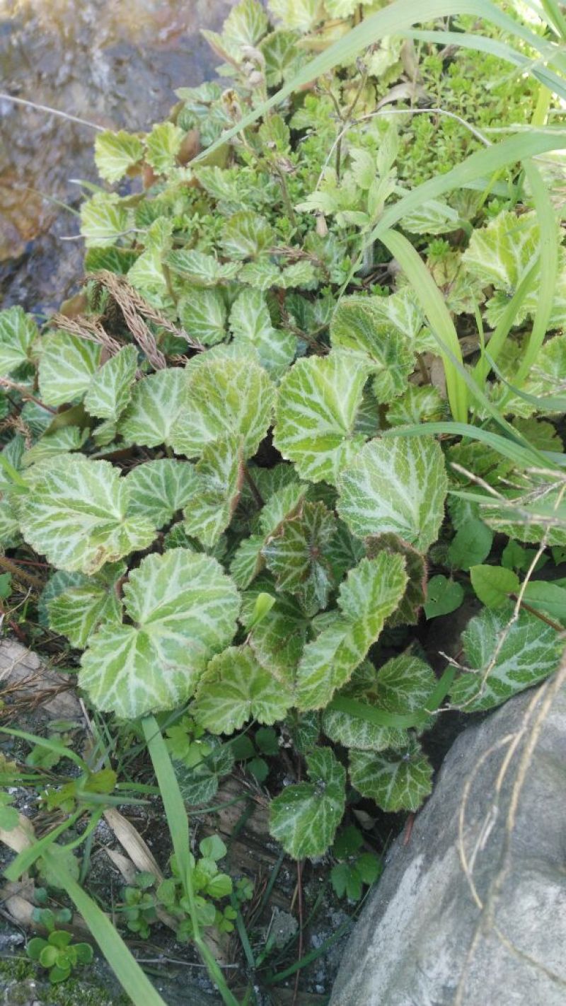 虎耳草全草