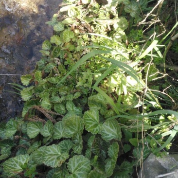 虎耳草全草