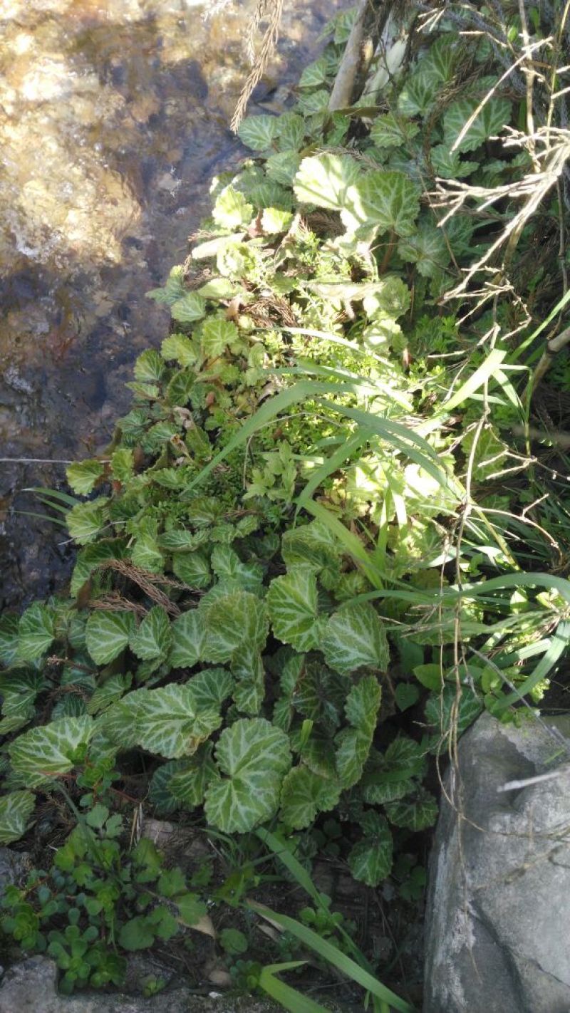 虎耳草全草
