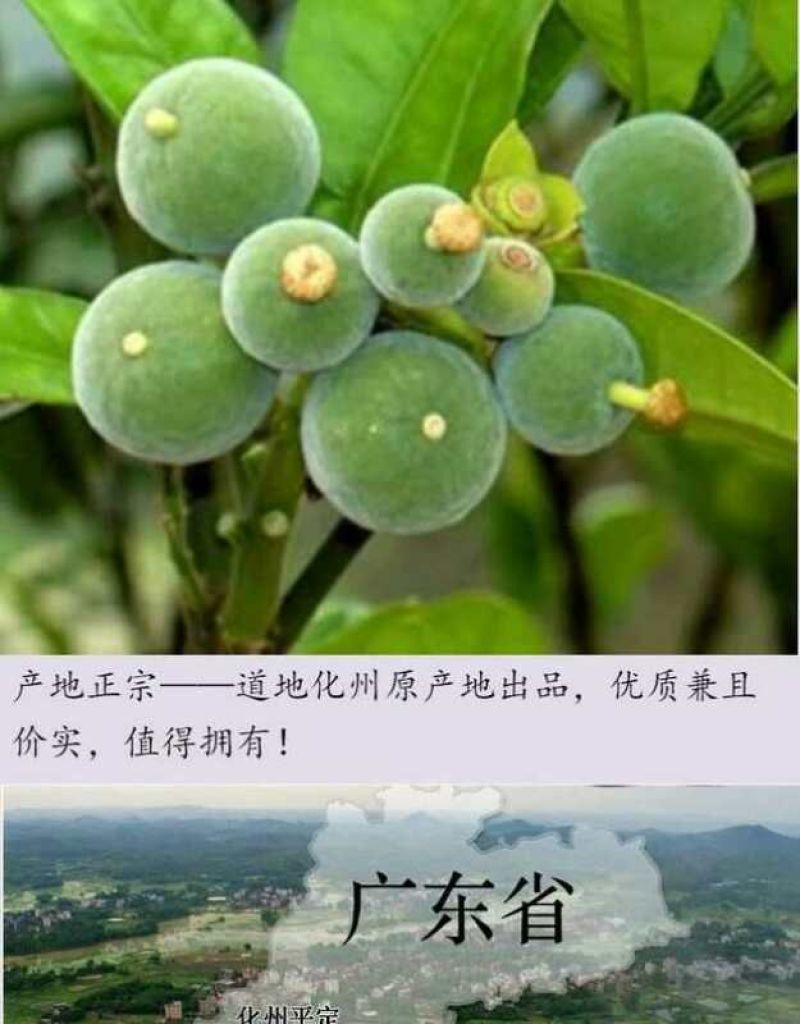 正毛化橘红园果产地直销大小规格齐全支持发货