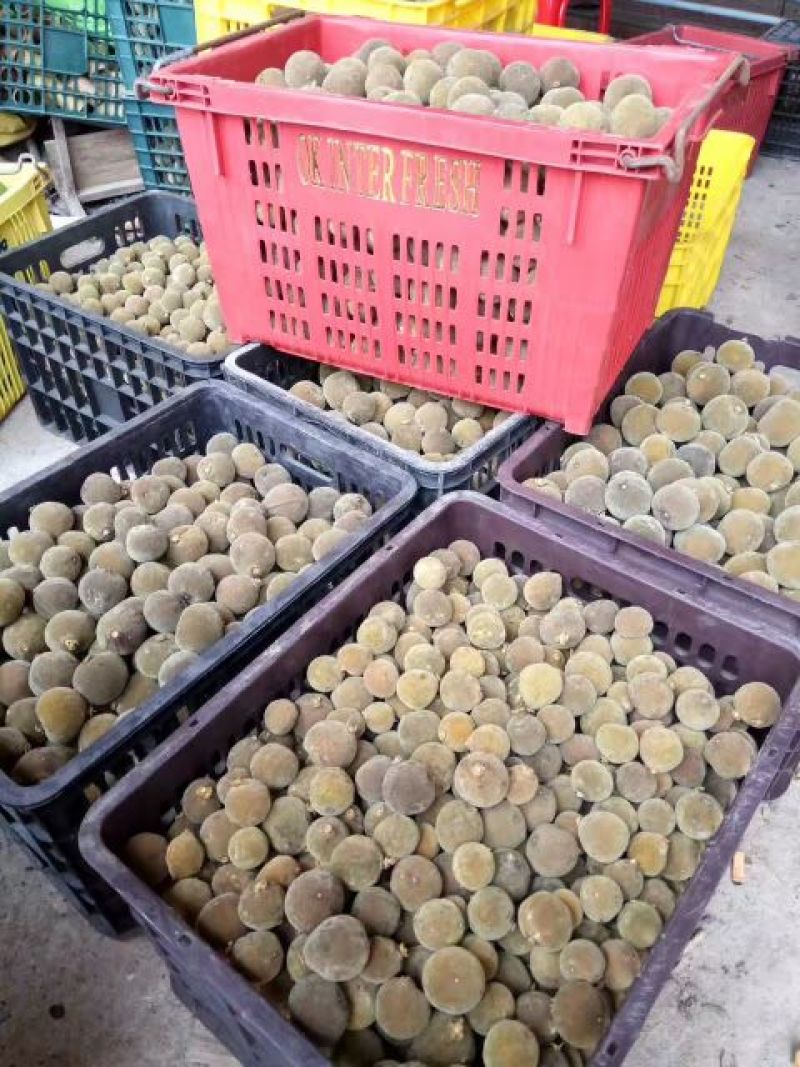 正毛化橘红园果产地直销大小规格齐全支持发货