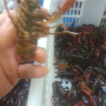 克氏原螯虾稻田套养8-10钱（40-50克）食用活虾
