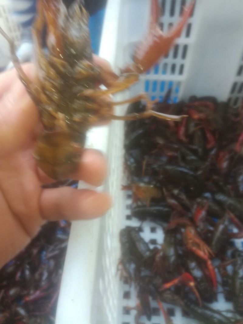 克氏原螯虾稻田套养8-10钱（40-50克）食用活虾
