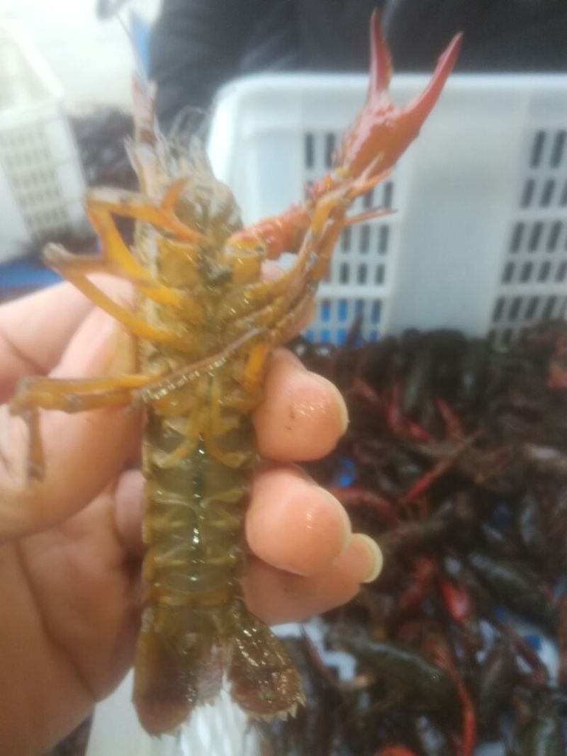克氏原螯虾稻田套养8-10钱（40-50克）食用活虾