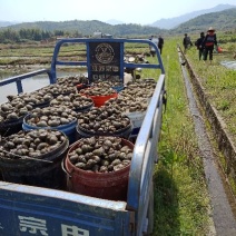 中华圆田螺作种鲜活