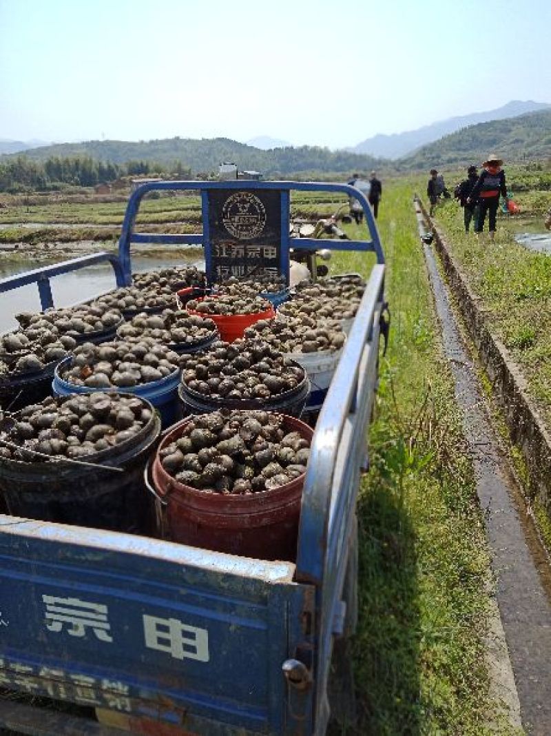 中华圆田螺作种鲜活