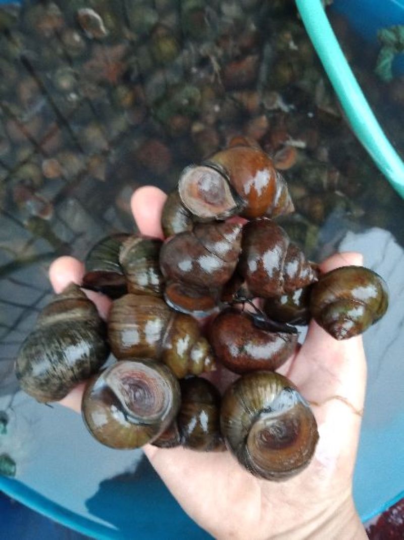 中华圆田螺作种鲜活