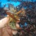 食用6-8钱（5.8-不封顶）活虾小龙虾到货价35