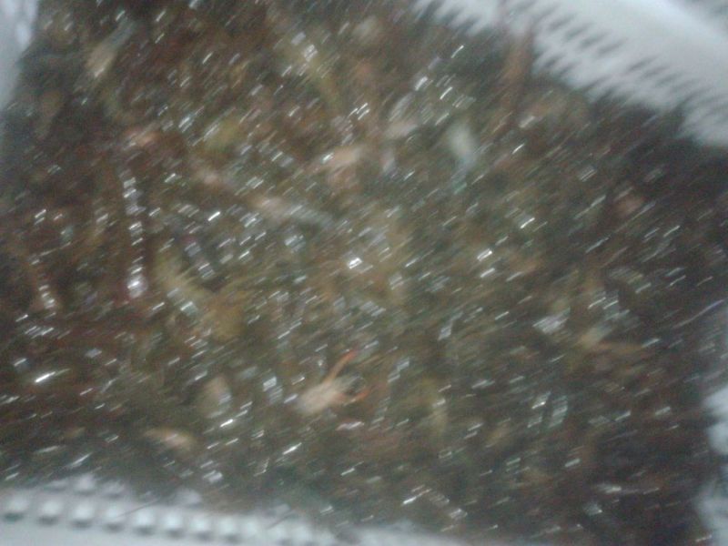 食用6-8钱（5.8-不封顶）活虾小龙虾到货价35
