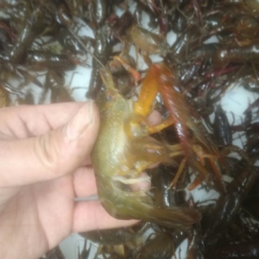 食用6-8钱（5.8-不封顶）活虾小龙虾到货价35