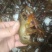 食用6-8钱（5.8-不封顶）活虾小龙虾到货价35
