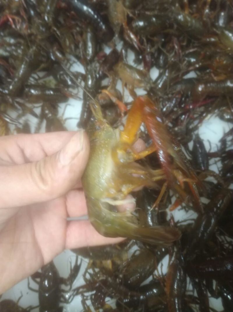 食用6-8钱（5.8-不封顶）活虾小龙虾到货价35