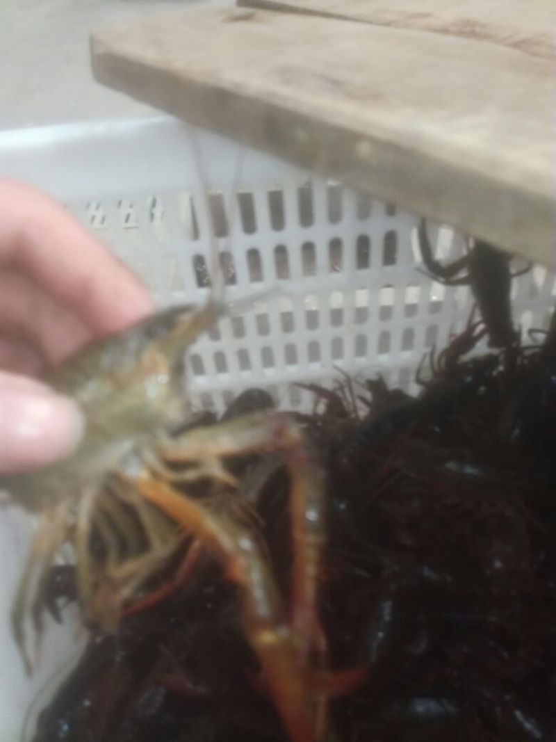 食用6-8钱（5.8-不封顶）活虾小龙虾到货价35