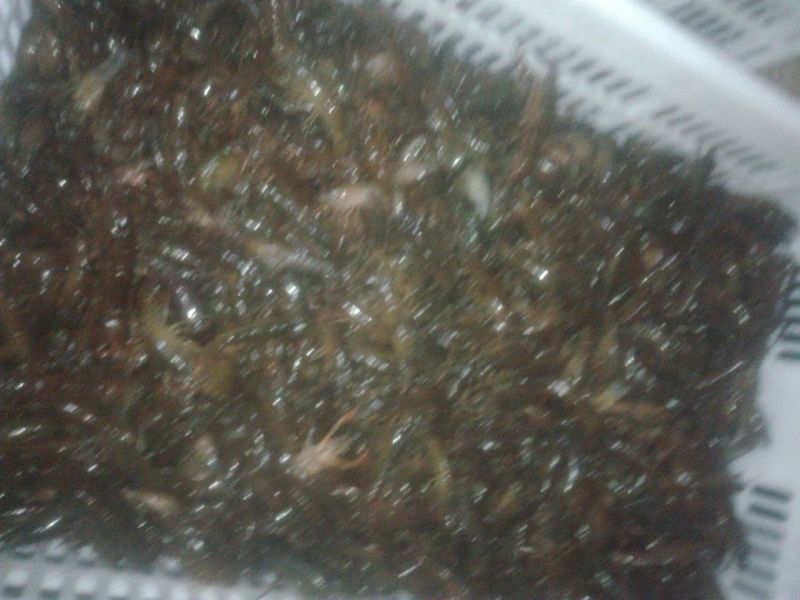 食用6-8钱（5.8-不封顶）活虾小龙虾到货价35