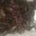 食用6-8钱（5.8-不封顶）活虾小龙虾到货价35