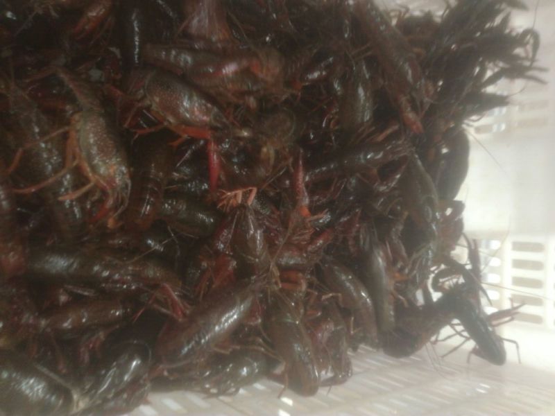 食用6-8钱（5.8-不封顶）活虾小龙虾到货价35