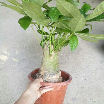 发财树230#规格