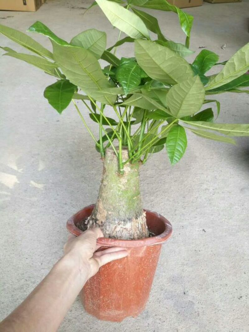 发财树230#规格