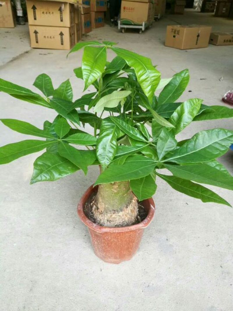 发财树230#规格