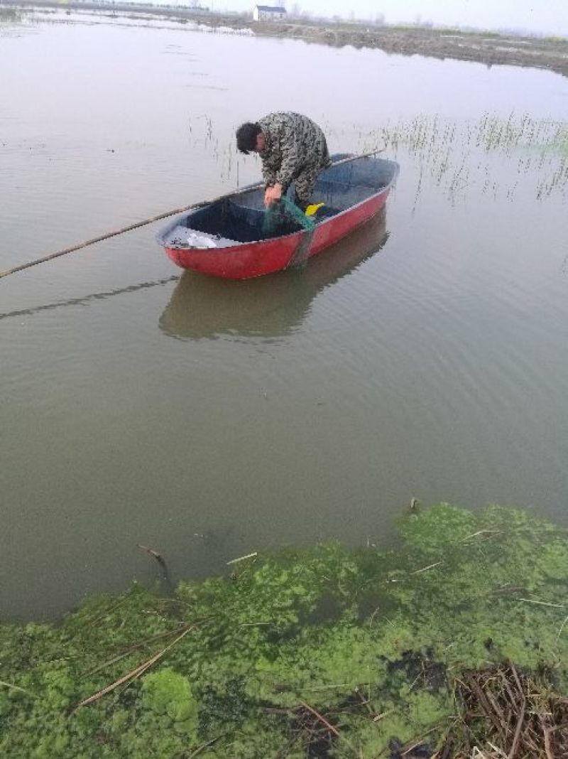 [推荐]精品潜江清水小龙虾纯青活虾，一手货源，运输死包赔