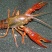大青6-9钱（30-40克）活虾