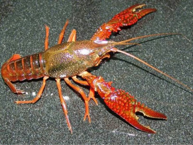 大青6-9钱（30-40克）活虾