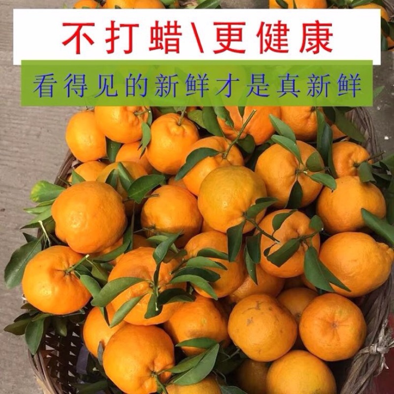 默科特入口化渣，产地现场采摘支持发货欢迎订购