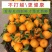 沃柑产地直供看货采摘诚信供应商欢迎订购