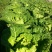 大白菜半净菜3~5斤